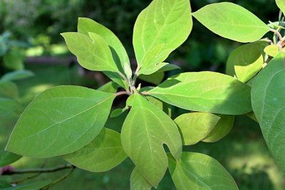 Sassafras albidum - sasafras lékařský - jarní listy